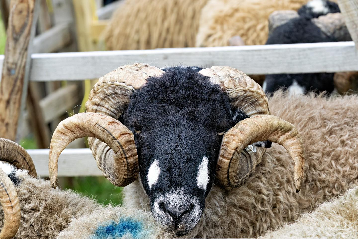 Malham Show 2025