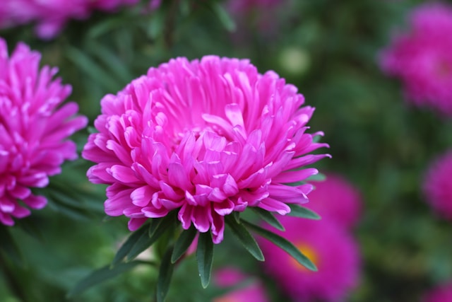 Harrogate Autumn Flower Show 2025